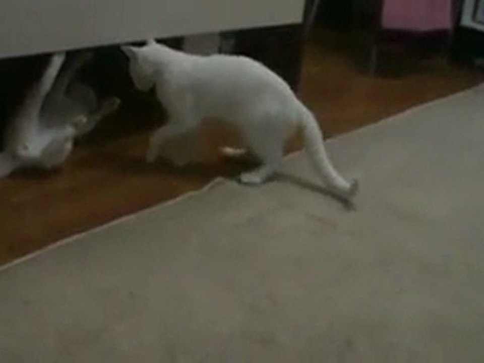 Kurdish Cat From Van | Pîşîkên Wanê | Van Kedileri Eğleniyor