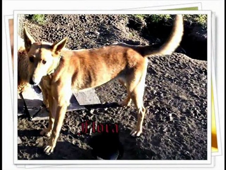 Les chiens de l'ANC