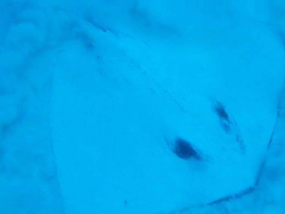 Scuba diving - Stingray agitating the sand and hiding beneath it