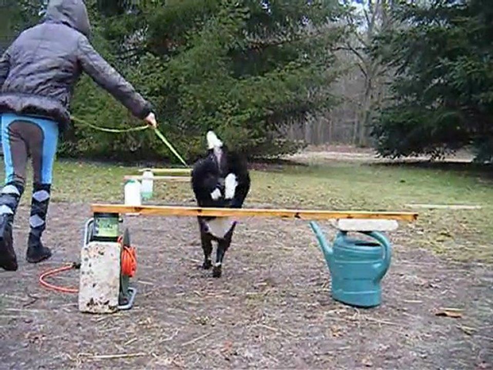 saut chevre