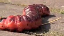 rode rups op rood|noot