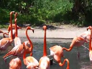 Flamands roses Zoo Bermudes