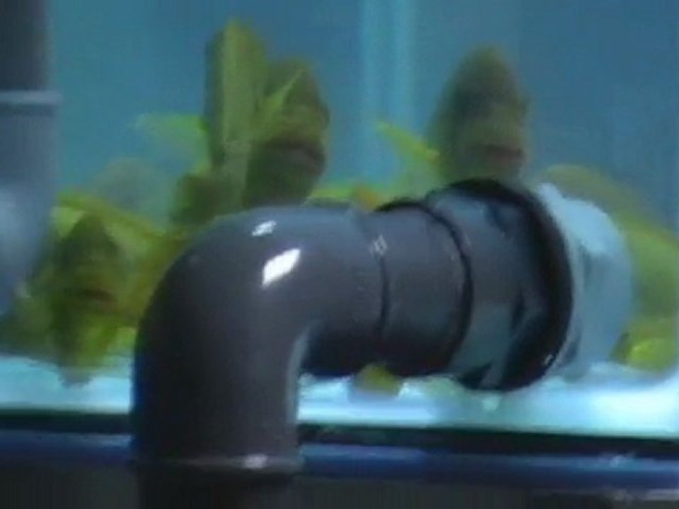 PETROCHROMİS MOSHİ YELLOW