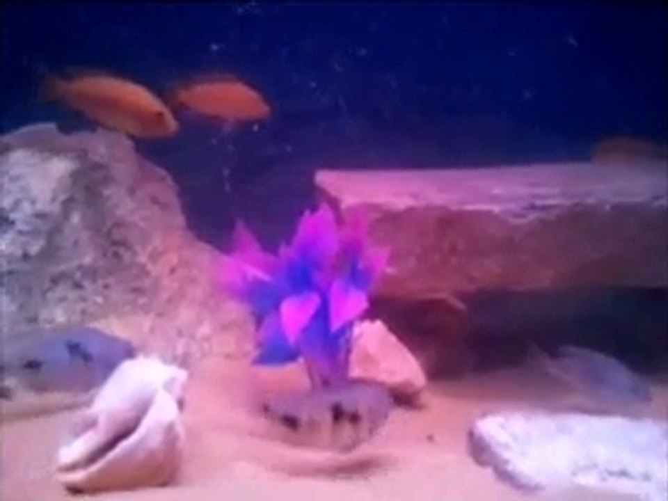 Yunus & Sarı Prenses