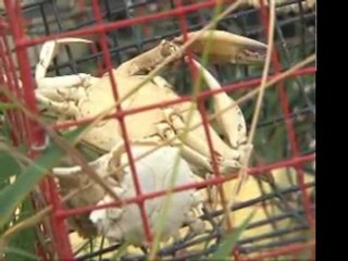 Pescadores de Luisiana no creen que sea seguro volver a las