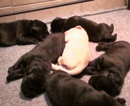 Portée 2011 : chiots labradors à 2 semaines Portée Caline du Temps Passé et Charm Bluveil Mr Darcy