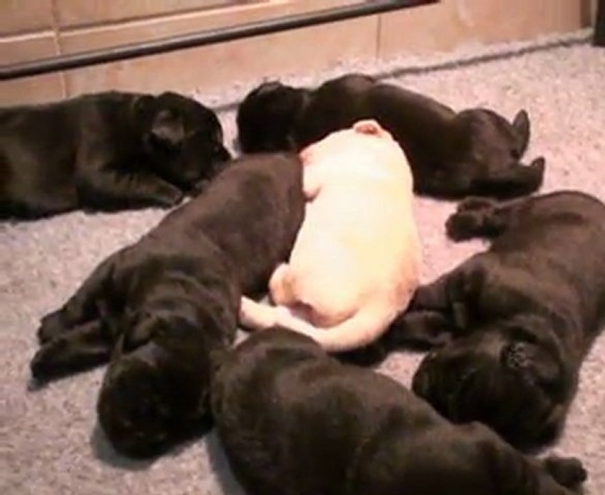 Portée 2011 : chiots labradors à 2 semaines Portée Caline du Temps Passé et Charm Bluveil Mr Darcy