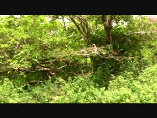 langur-monkeys