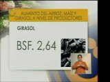 Se fijaron nuevos precios a nivel nacional para el arroz, el