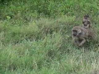 Babouins et son petit sur le dos,Safari à Amboséli.