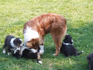 Bébés Balzane 6 semaines