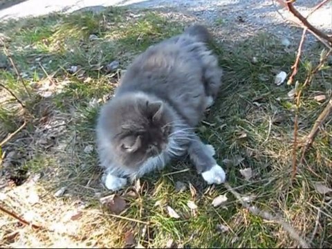 Film på Revis 23 April - 11. Med musik.