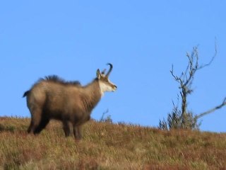 Moment exceptionnel avec les chamois au Hohneck - Vosges