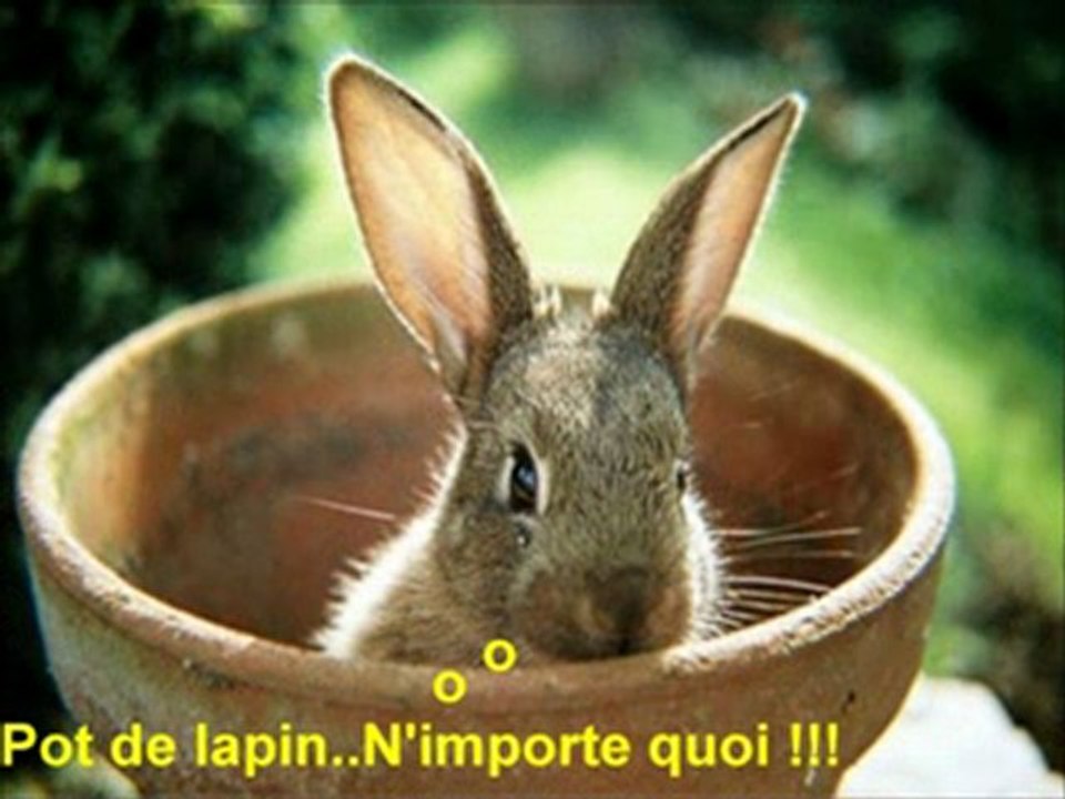 LES ANIMAUX ..S'ILS POUVAIENT PARLER..!