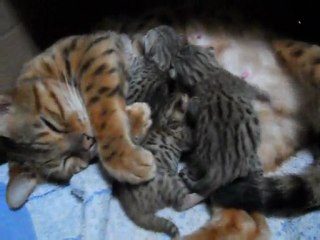 Bengal et ses chatons 23-04-11
