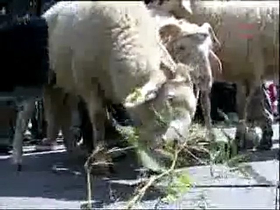 Lise öğrencilerinden koyunlu YGS protestosu