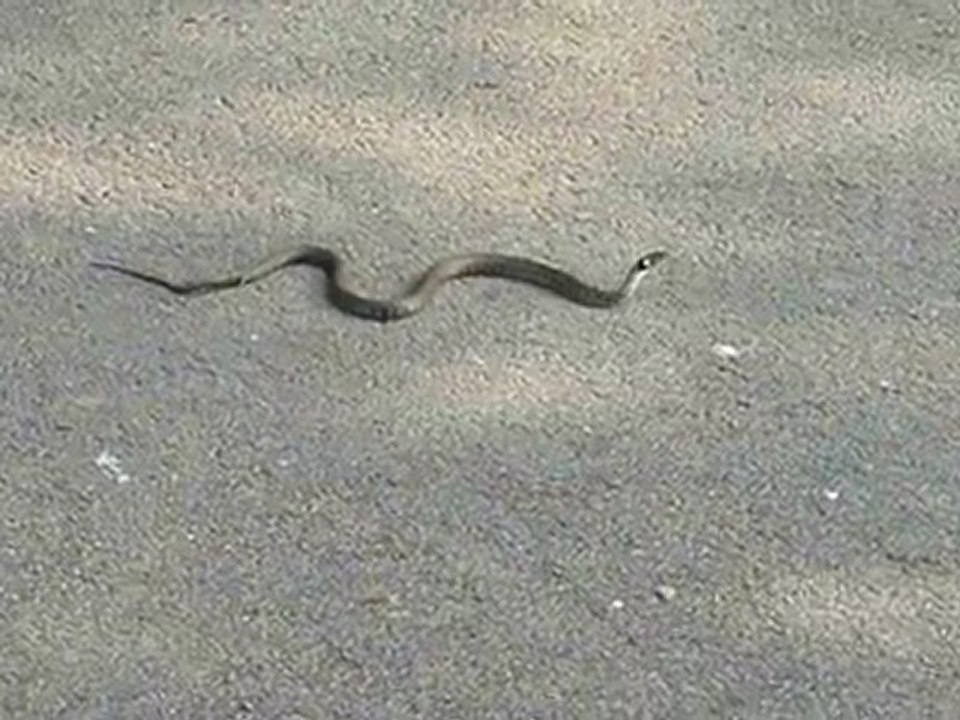 couleuvre a bouzey ,meme pas mal^^