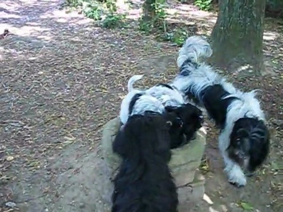 Guélis et Giroflée - 23 Avril 2011- jardin - 1° partie