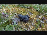 Les grenouilles de l'étang de Beaumont sur Dême