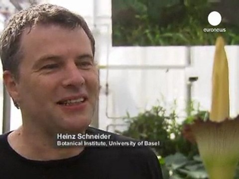 Un arum géant au jardin botanique de Bâle