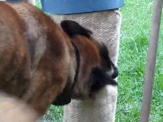 Torky a Johan entrainement NVBK a Huy !