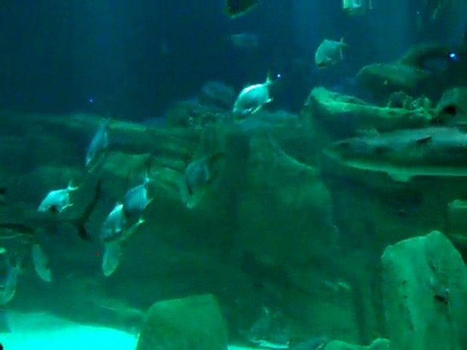 requin