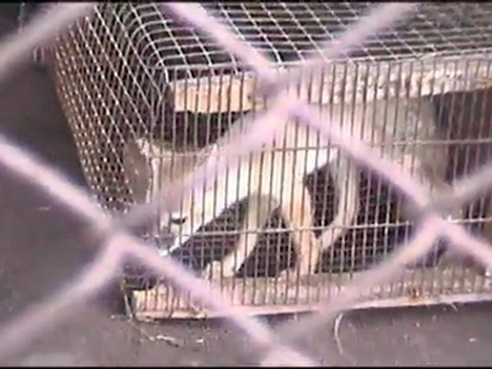 101)В мире животных (18.07.2006)