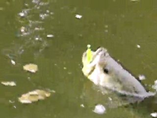 Black bass au streamer