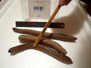 Levrek Kurdu - Canlı Balık Yemi - www.canlibalikyemi.com