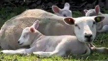 lammetjes in de wei