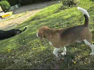 avril 2011, Echo et ses potes