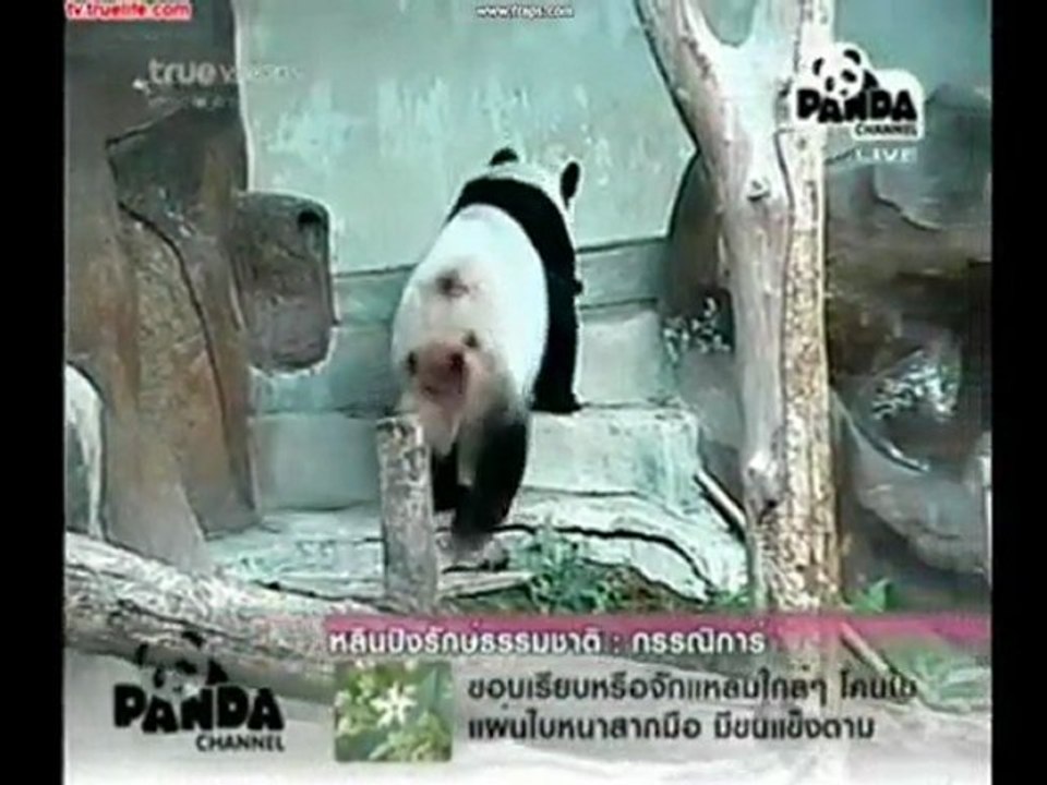 PANDA ChuangChuang-ป๋มไม่ใช่ผู้วิเศษ 1
