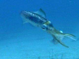 Caribbean Reef Squid at the Cartanza Senora Shipwreck, St. Thomas