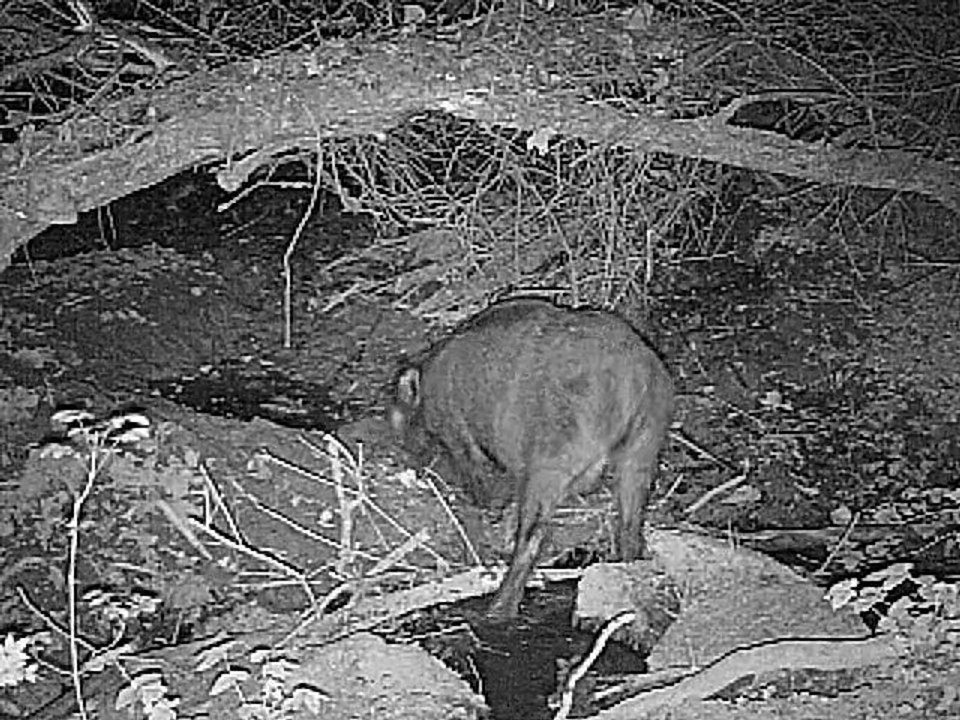 sanglier a la souille en camera infrarouge