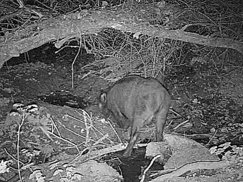 sanglier a la souille en camera infrarouge