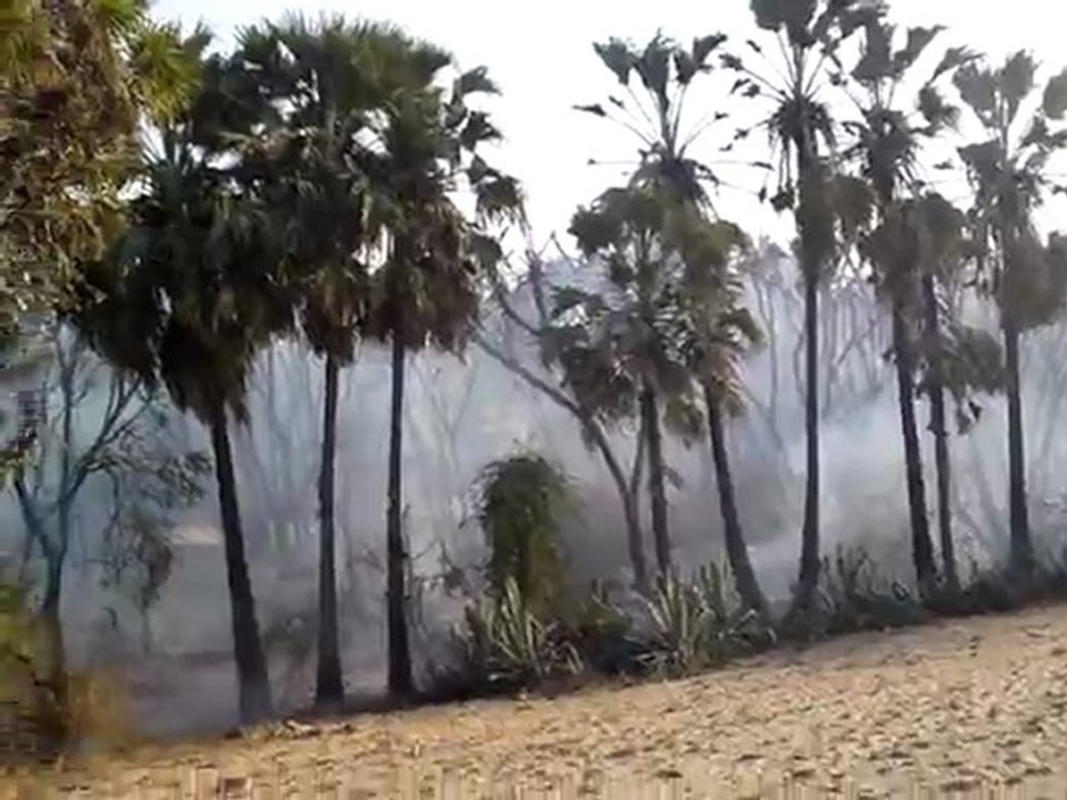 my farm
