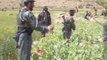 Afghan farmers hooked on poppies, 10 years on