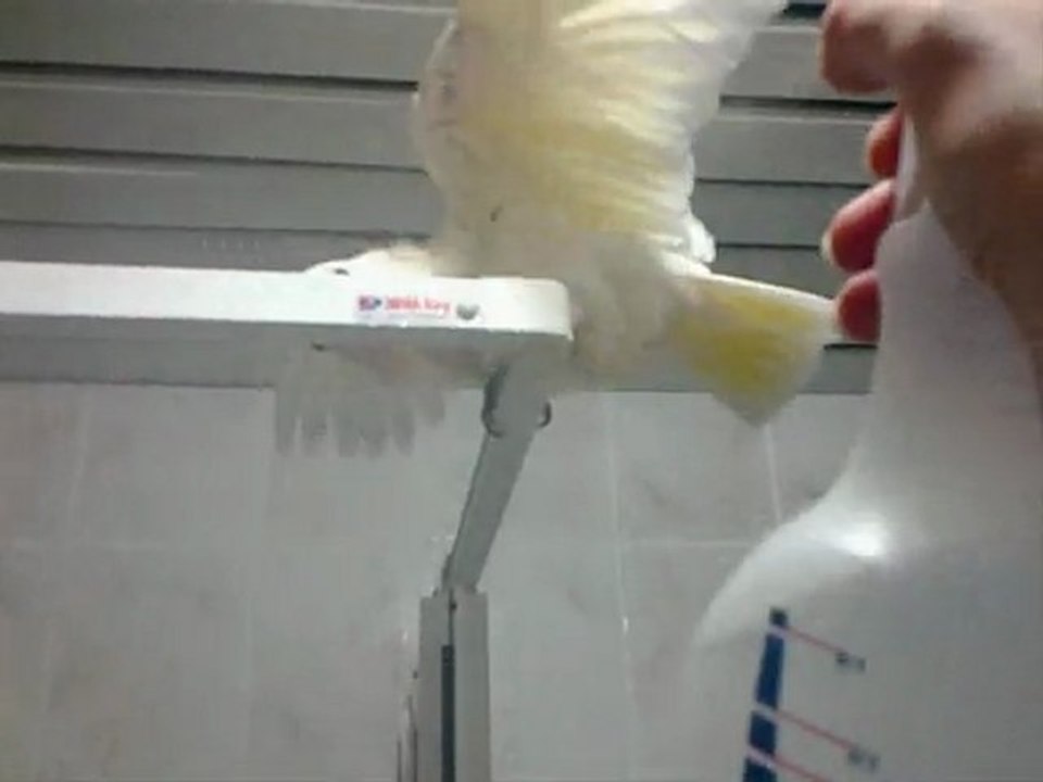 miço