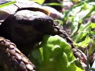 Tortue et salade