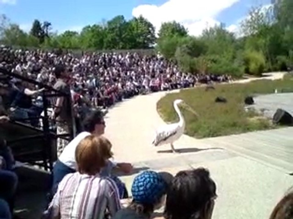 Spectacle - Parc des oiseaux - 3
