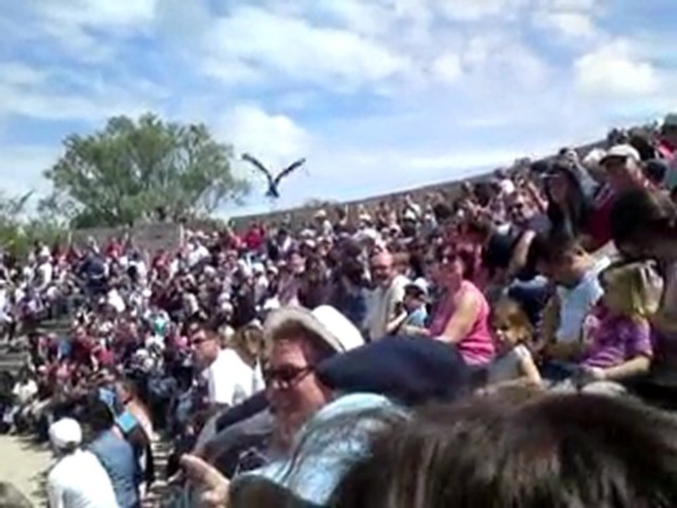 Spectacle - Parc des oiseaux - 6