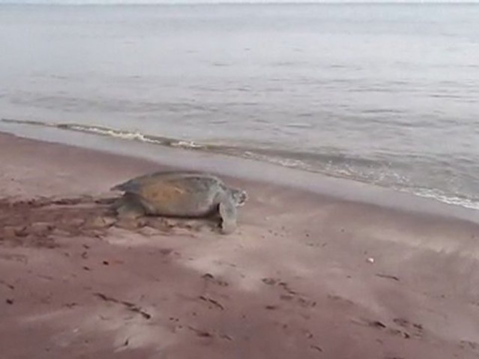 Tortue luth à Yalimapo