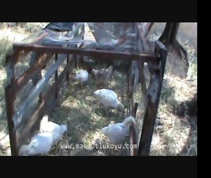 Koy icerden 2010 yaz cekimi - Mahmutlu Koyu