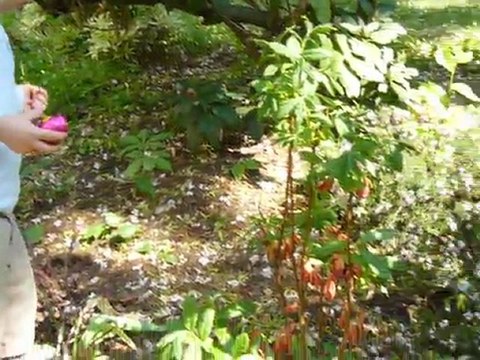 Maxence ramasse les oeufs de Pâques, 25/04/2011