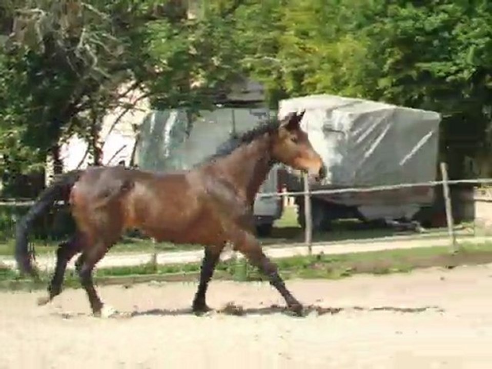 Alures Charita 2