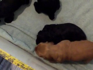 108_0106 Portée Valda de la Petite Pinochère x Usemade Give Me Luck