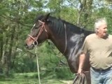 Travail du cheval d'obstacle a la longe..élévation des épaules