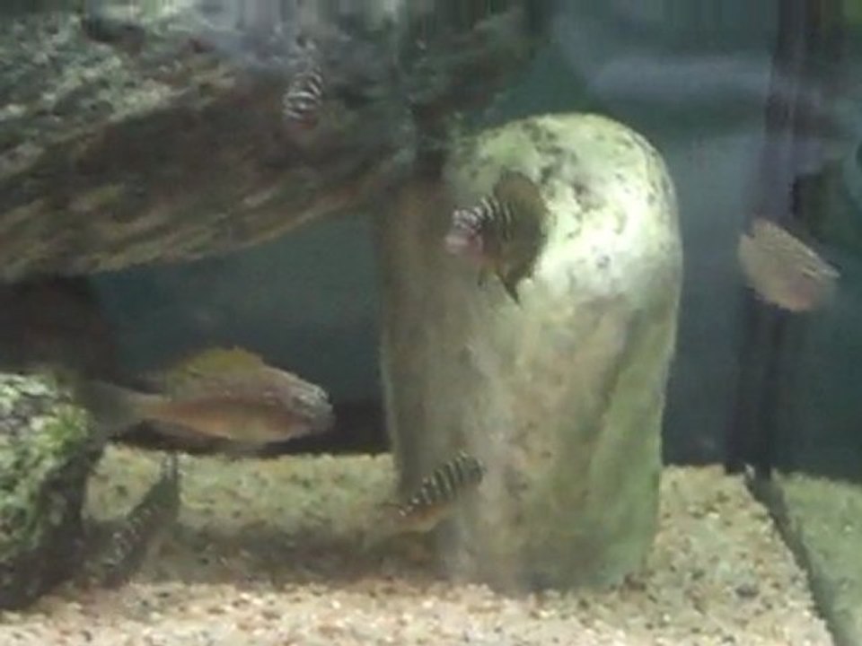 F1 Tropheus ilangi yellowlarım