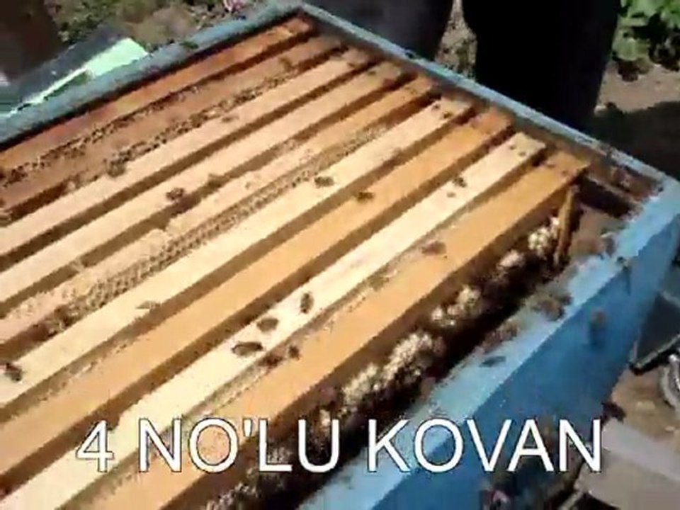 EREĞLİ KESTANE BALI 24 NİSAN 2011  KOVAN KONTROLÜ