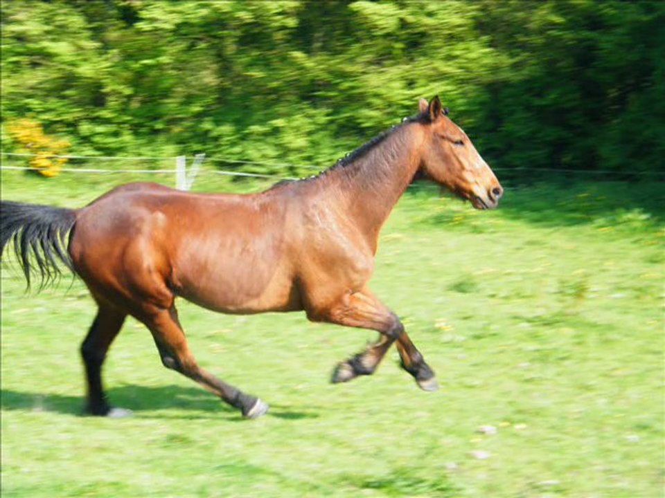 Travail à pied chevaux